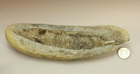 ウロコびっしり＆立体的！1億1000万年前のブラジル産魚化石、ラコレピス（その17）