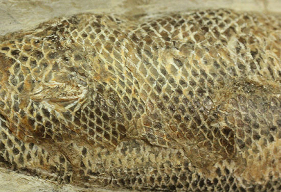 ウロコびっしり&立体的!1億1000万年前のブラジル産魚化石、ラコレピス(その2)