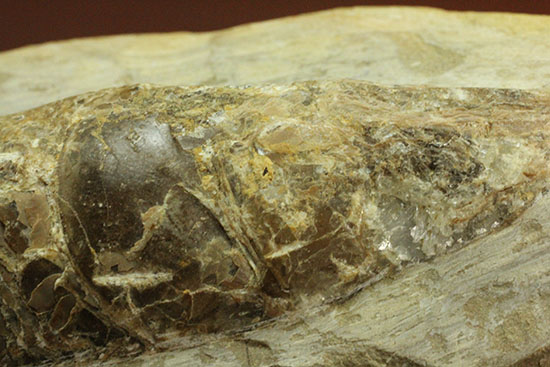 ウロコびっしり&立体的!1億1000万年前のブラジル産魚化石、ラコレピス(その3)