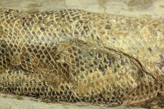 ウロコびっしり&立体的!1億1000万年前のブラジル産魚化石、ラコレピス(その4)