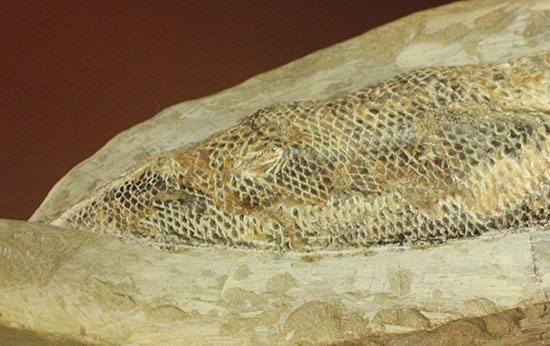 ウロコびっしり＆立体的！1億1000万年前のブラジル産魚化石、ラコレピス（その6）