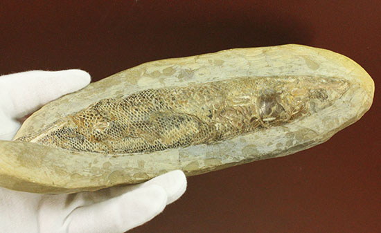 ウロコびっしり&立体的!1億1000万年前のブラジル産魚化石、ラコレピス(その7)