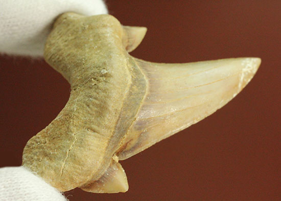 サイド歯が完全に保存！絶滅ザメ、5400万年前のオトダス良質歯化石(Otodus)/新生代（6500万年前 -- 現在）【sh116】