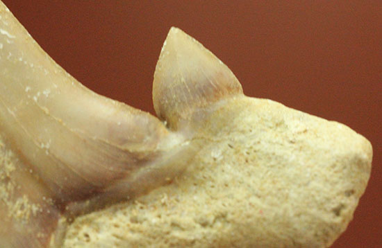 サイド歯が完全に保存！絶滅ザメ、5400万年前のオトダス良質歯化石(Otodus)/新生代（6500万年前 -- 現在）【sh116】