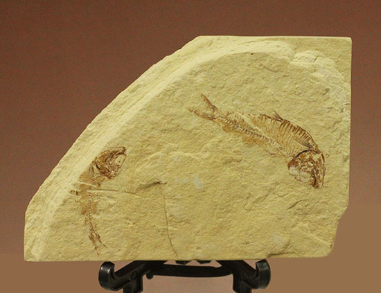 アメリカワイオミング州産ゴシウテクティス魚化石（その1）