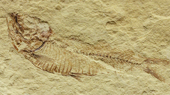 アメリカワイオミング州産ゴシウテクティス魚化石（その4）