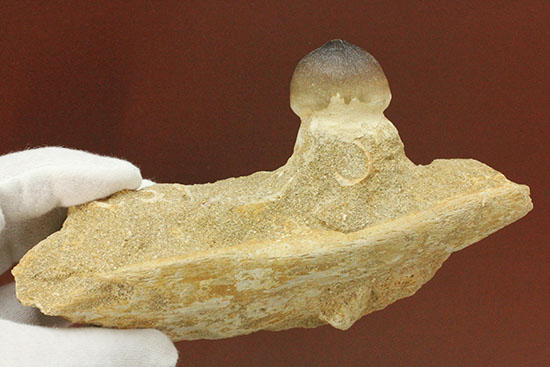 対アンモナイトの殻専用に進化した、顎骨付モササウルス、グロビデンスの歯化石（その11）