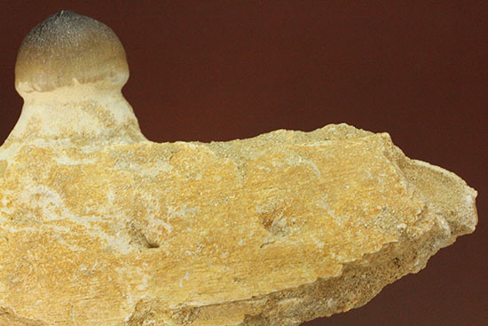 対アンモナイトの殻専用に進化した、顎骨付モササウルス、グロビデンスの歯化石（その12）