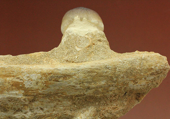 対アンモナイトの殻専用に進化した、顎骨付モササウルス、グロビデンスの歯化石（その15）