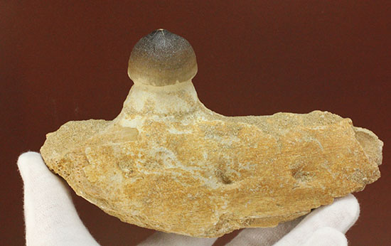 対アンモナイトの殻専用に進化した、顎骨付モササウルス、グロビデンスの歯化石/中生代白亜紀（1億3500万 -- 6500万年前）【ot779】