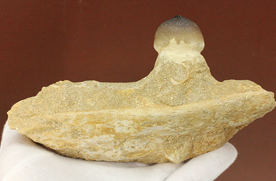 対アンモナイトの殻専用に進化した、顎骨付モササウルス、グロビデンスの歯化石（その5）