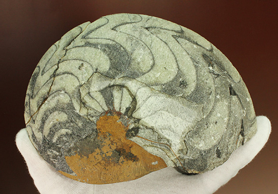 直径15.5センチの迫力標本！初期アンモナイト、ゴニアタイト(Goniatite)/古生代デボン紀（4億1000万 -- 3億6700万年前）【an1017】