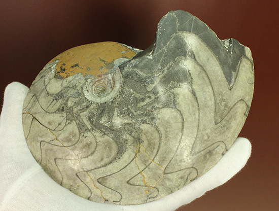 直径15.5センチの迫力標本！初期アンモナイト、ゴニアタイト(Goniatite)（その5）