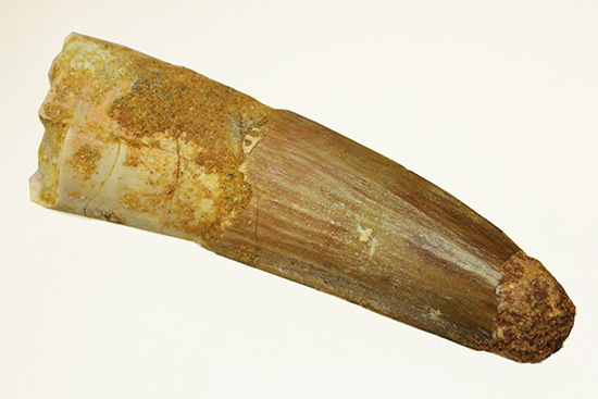 歯冠部の状態が良い、スピノサウルスの歯化石(Spinosaurus)(その12)
