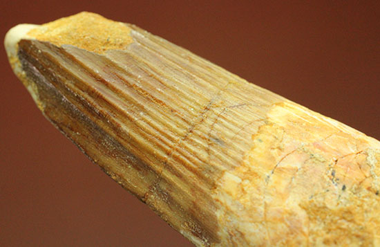 太いタイプの良質標本です。スピノサウルスの歯化石(Spinosaurus)(その12)