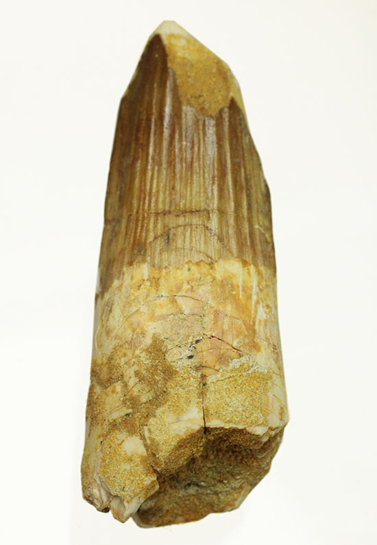 太いタイプの良質標本です。スピノサウルスの歯化石(Spinosaurus)(その17)