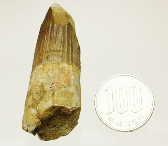 太いタイプの良質標本です。スピノサウルスの歯化石(Spinosaurus)(その18)