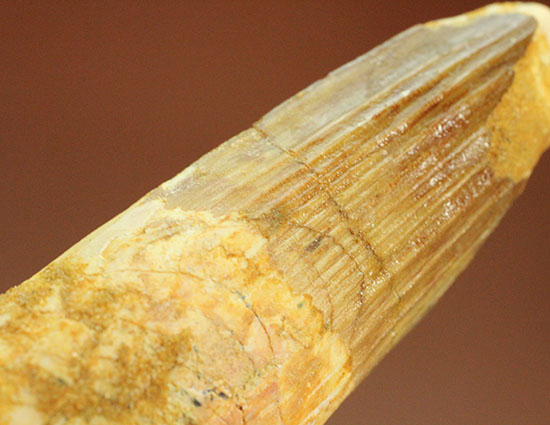 太いタイプの良質標本です。スピノサウルスの歯化石(Spinosaurus)(その2)