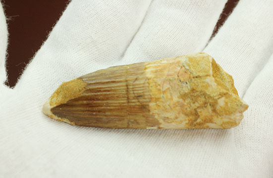 太いタイプの良質標本です。スピノサウルスの歯化石(Spinosaurus)(その5)