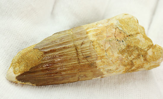 太いタイプの良質標本です。スピノサウルスの歯化石(Spinosaurus)(その6)