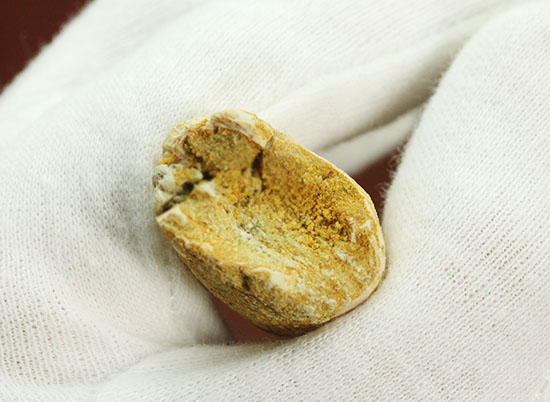 太いタイプの良質標本です。スピノサウルスの歯化石(Spinosaurus)(その9)