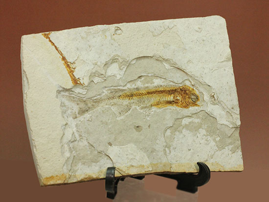 抜群の保存状態で化石化しました！東アジアを代表する淡水魚化石、リコプテラ/中生代白亜紀（1億3500万 -- 6500万年前）【ot789】
