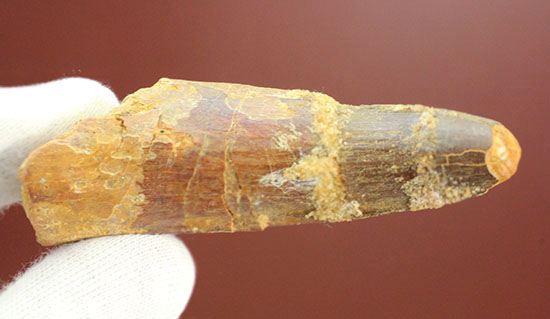 周長6.5センチ!太く、大きなスピノサウルス歯化石(Spinosaurus)(その10)