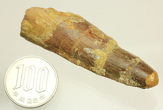 周長6.5センチ!太く、大きなスピノサウルス歯化石(Spinosaurus)(その14)