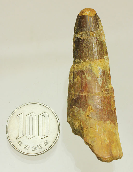 周長6.5センチ!太く、大きなスピノサウルス歯化石(Spinosaurus)(その15)