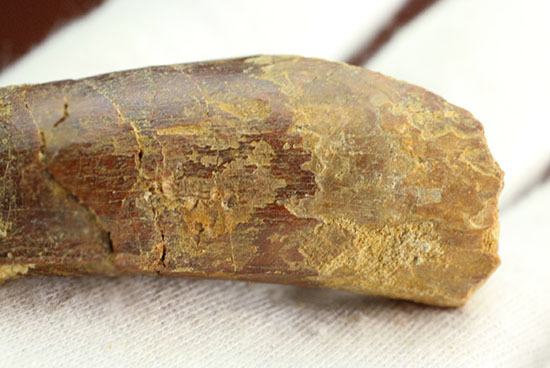 周長6.5センチ!太く、大きなスピノサウルス歯化石(Spinosaurus)(その4)