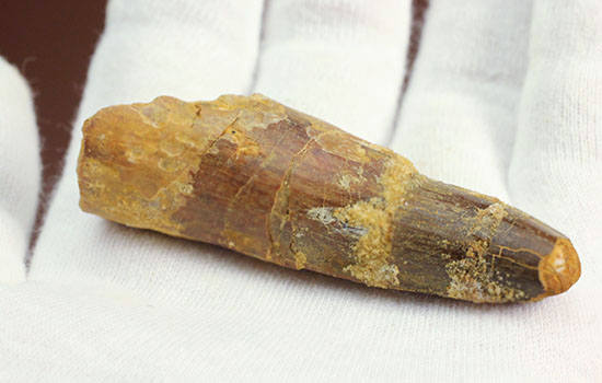 周長6.5センチ!太く、大きなスピノサウルス歯化石(Spinosaurus)(その5)