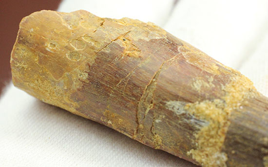 周長6.5センチ!太く、大きなスピノサウルス歯化石(Spinosaurus)(その7)