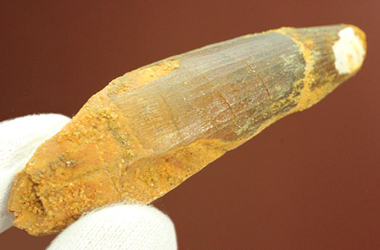 ロングカーブ計測6.6センチ、スピノサウルス歯化石(Spinosaurus)(その12)