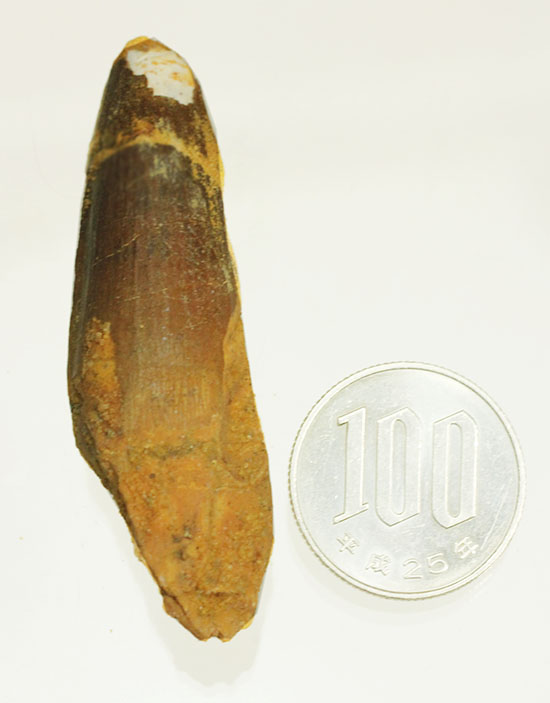 ロングカーブ計測6.6センチ、スピノサウルス歯化石(Spinosaurus)(その14)