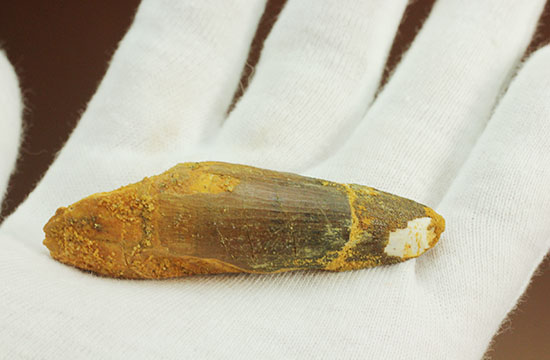 ロングカーブ計測6.6センチ、スピノサウルス歯化石(Spinosaurus)(その3)