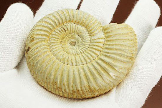 ペリスフィンクテスアンモナイトのハイグレード標本(Perisphinctes)(その10)