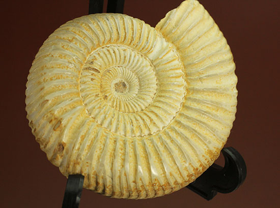 ペリスフィンクテスアンモナイトのハイグレード標本(Perisphinctes)(その11)