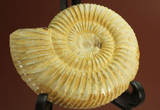 ペリスフィンクテスアンモナイトのハイグレード標本(Perisphinctes)(その12)