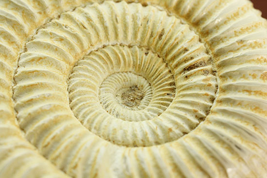 ペリスフィンクテスアンモナイトのハイグレード標本(Perisphinctes)(その13)