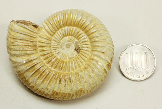 ペリスフィンクテスアンモナイトのハイグレード標本(Perisphinctes)(その15)