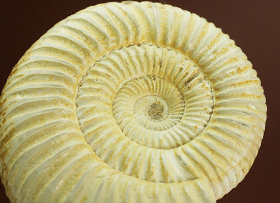 ペリスフィンクテスアンモナイトのハイグレード標本(Perisphinctes)(その3)