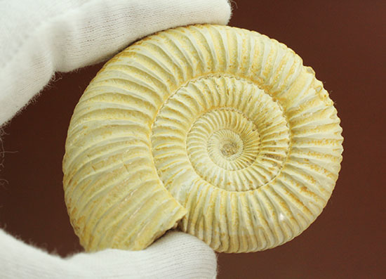 ペリスフィンクテスアンモナイトのハイグレード標本(Perisphinctes)(その4)