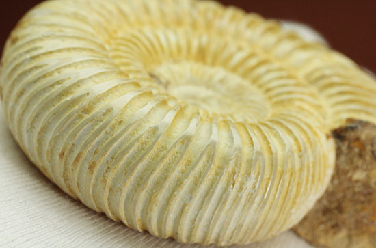 ペリスフィンクテスアンモナイトのハイグレード標本(Perisphinctes)(その5)