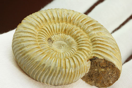 ペリスフィンクテスアンモナイトのハイグレード標本(Perisphinctes)(その6)