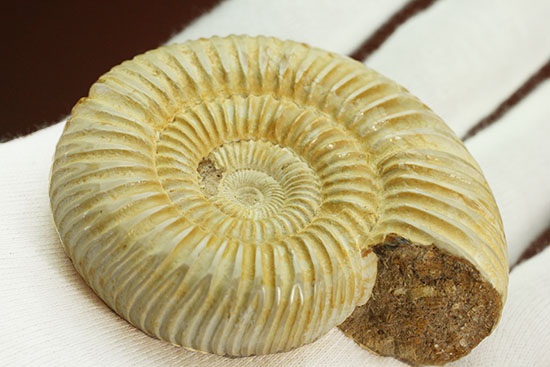 ペリスフィンクテスアンモナイトのハイグレード標本(Perisphinctes)（その6）