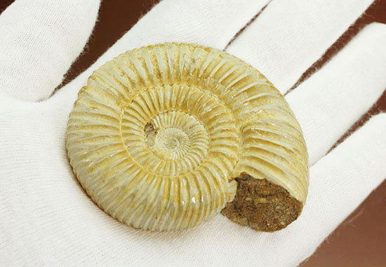 ペリスフィンクテスアンモナイトのハイグレード標本(Perisphinctes)(その7)