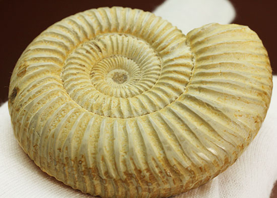 ペリスフィンクテスアンモナイトのハイグレード標本(Perisphinctes)(その9)