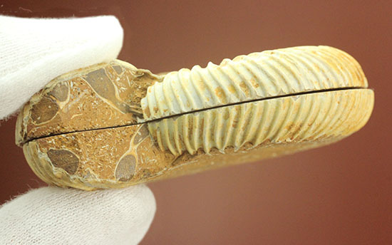 レース模様の縁取りがエレガントな、ペリスフィンクテスアンモナイト、ペアスライス標本(Perisphinctes)(その11)