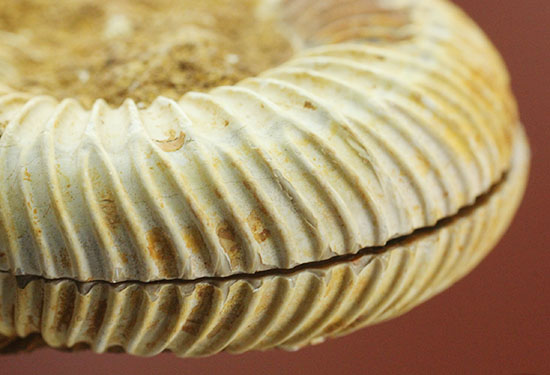 レース模様の縁取りがエレガントな、ペリスフィンクテスアンモナイト、ペアスライス標本(Perisphinctes)(その16)