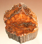 ２億４８００万年前の古代木化石！ジャスパー化した、艶やかな珪化木（ケイカボク）